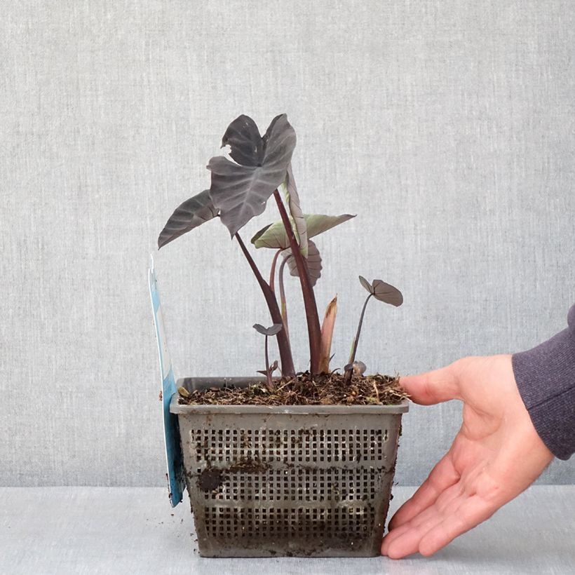 Example of Colocasia Kona Coffee - Taro Pot de 4L/5L as you get in printemps