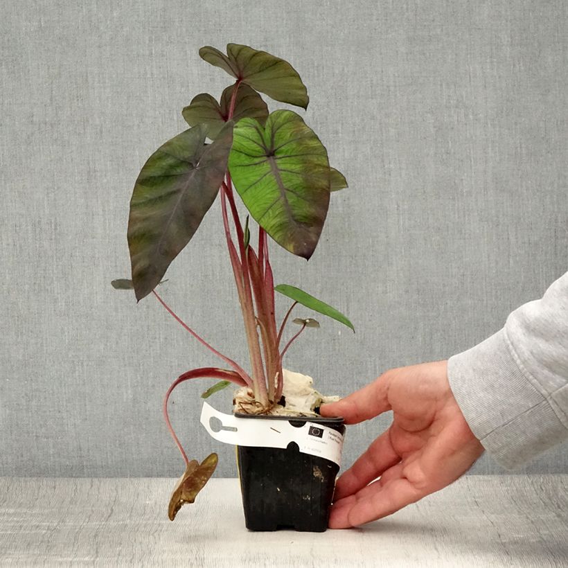 Example of Colocasia Madeira - Oreille d'Eléphant Godet de 8/9 cm as you get in ete