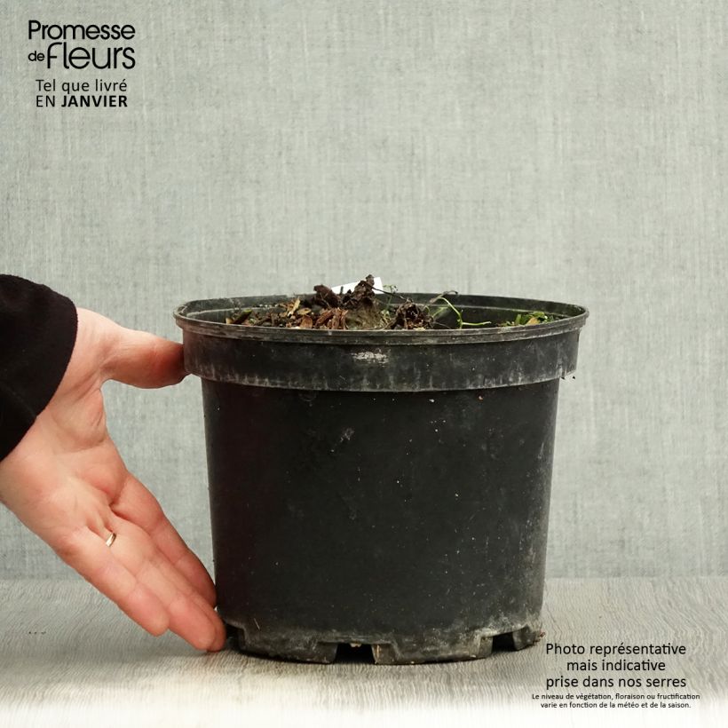 Example of Colocasia Painted Black Gecko - Oreille d'éléphant  Pot de 4L/5L as you get in hiver