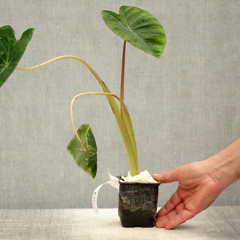 Spécimen de Colocasia Pink China - Oreille d'Eléphant Godet de 8/9 cm tel que livré en été