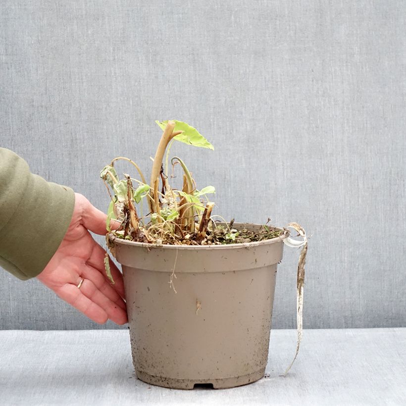 Example of Colocasia Red Eyed Gecko - Oreille d'éléphant Pot de 4L/5L as you get in hiver