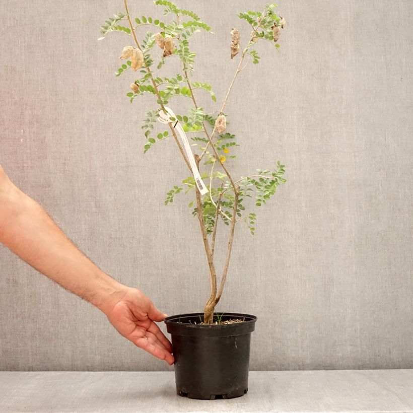 Spécimen de Colutea arborescens - Baguenaudier  Pot de 2L/3L tel que livré en été