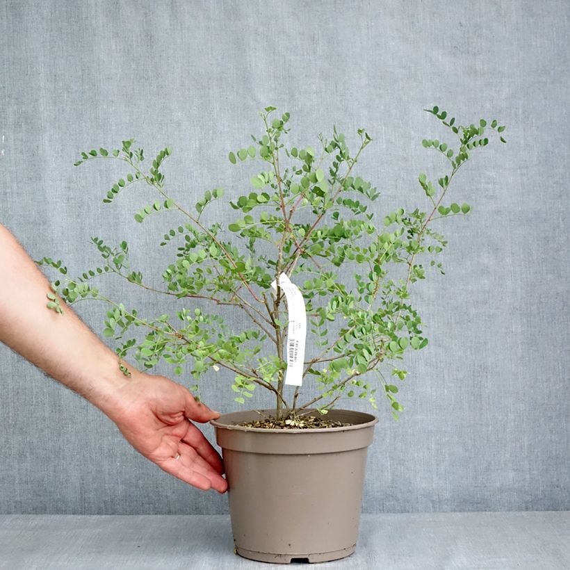 Example of Colutea media Copper Beauty - Baguenaudier, Arbre à vessies Pot de 3L/4L as you get in printemps