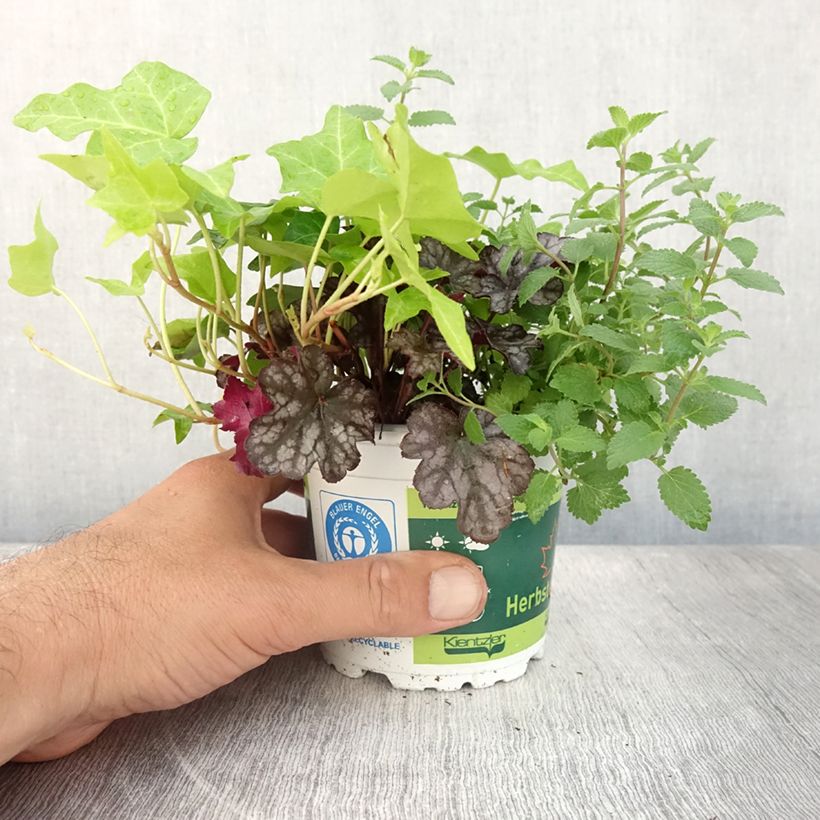 Spécimen de Composition Autumn Breeze - composition de 3 plantes Pot de 12 cm / 13 cm tel que livré en été