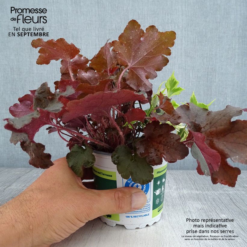 Spécimen de Composition Lucky Charm - composition de 3 plantes Pot de 12 cm / 13 cm tel que livré en automne