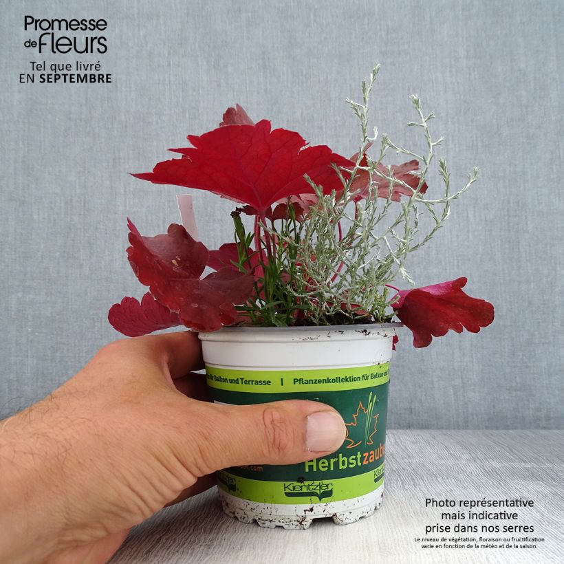 Spécimen de Composition Morning Walk - Composition de 3 plantes Pot de 12 cm / 13 cm tel que livré en automne