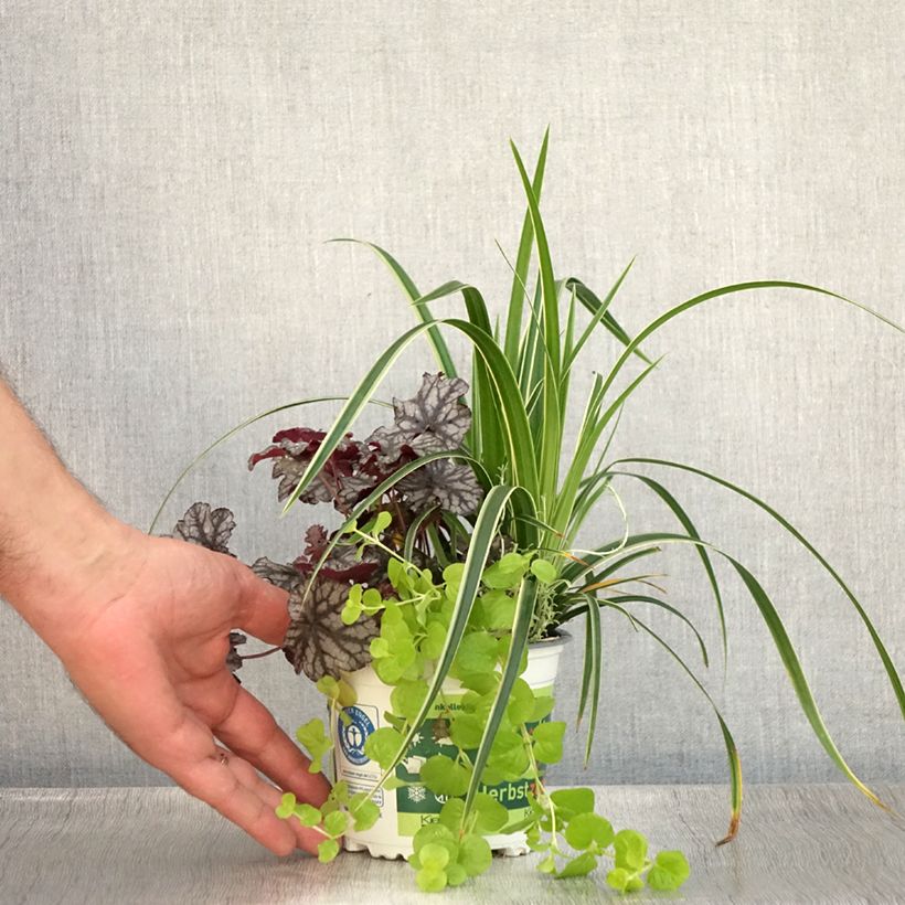 Spécimen de Composition Silent Sunday - composition de 4 plantes Pot de 12 cm / 13 cm tel que livré en été