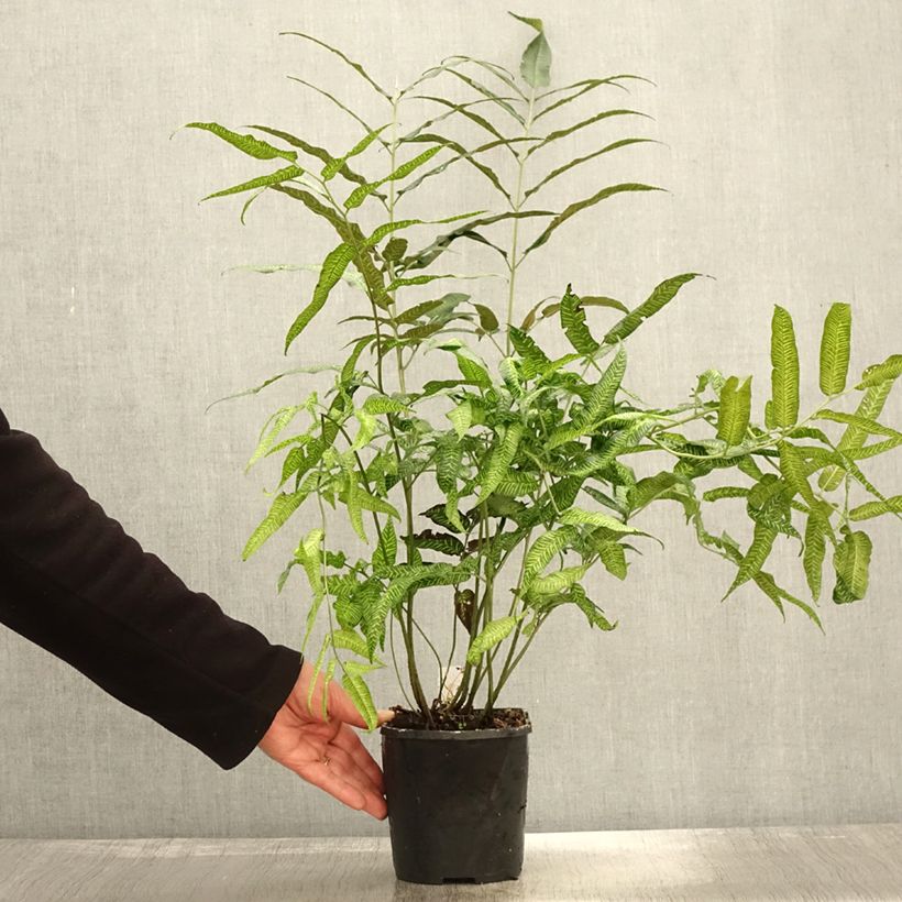 Spécimen de Coniogramme emeiensis - Fougère bambou Pot de 2L/3L tel que livré en automne