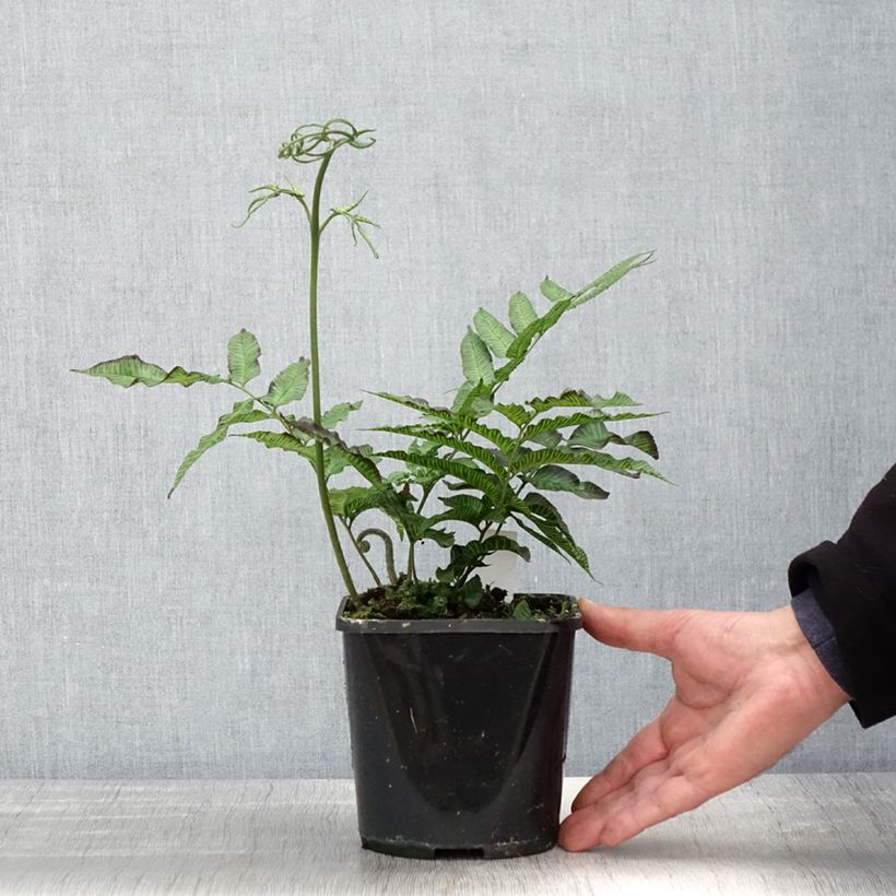 Example of Coniogramme emeiensis - Fougère bambou Pot de 2L/3L as you get in printemps