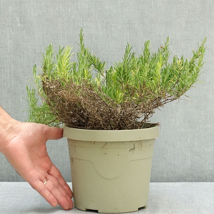 Spécimen de Conradina Little Rosie - Faux romarin Pot de 3L/4L tel que livré en été