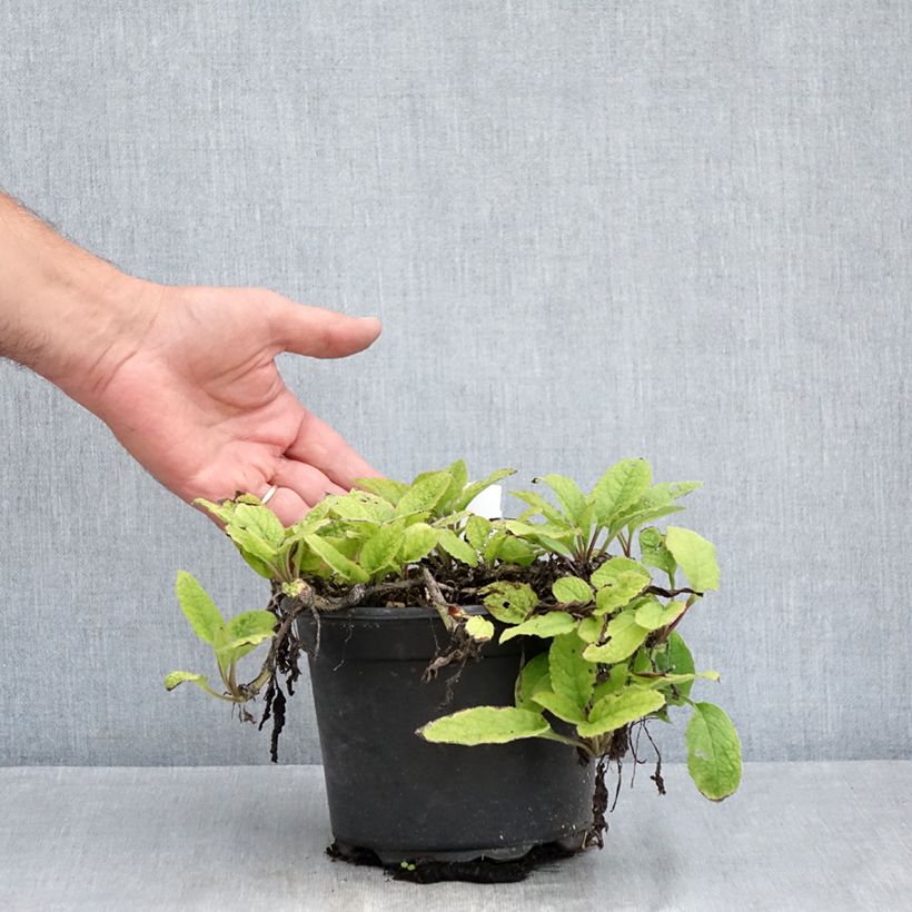 Spécimen de Consoude à grandes fleurs - Symphytum grandiflorum Pot de 2L/3L tel que livré en été