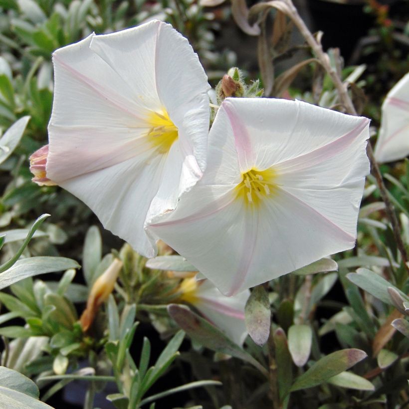 Convolvulus cneorum - Liseron argenté (Flowering)