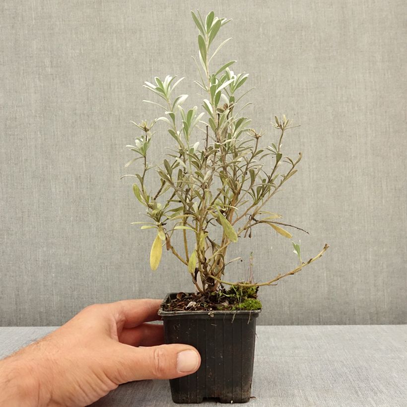 Spécimen de Convolvulus cneorum - Liseron argenté Godet de 8/9 cm tel que livré en été