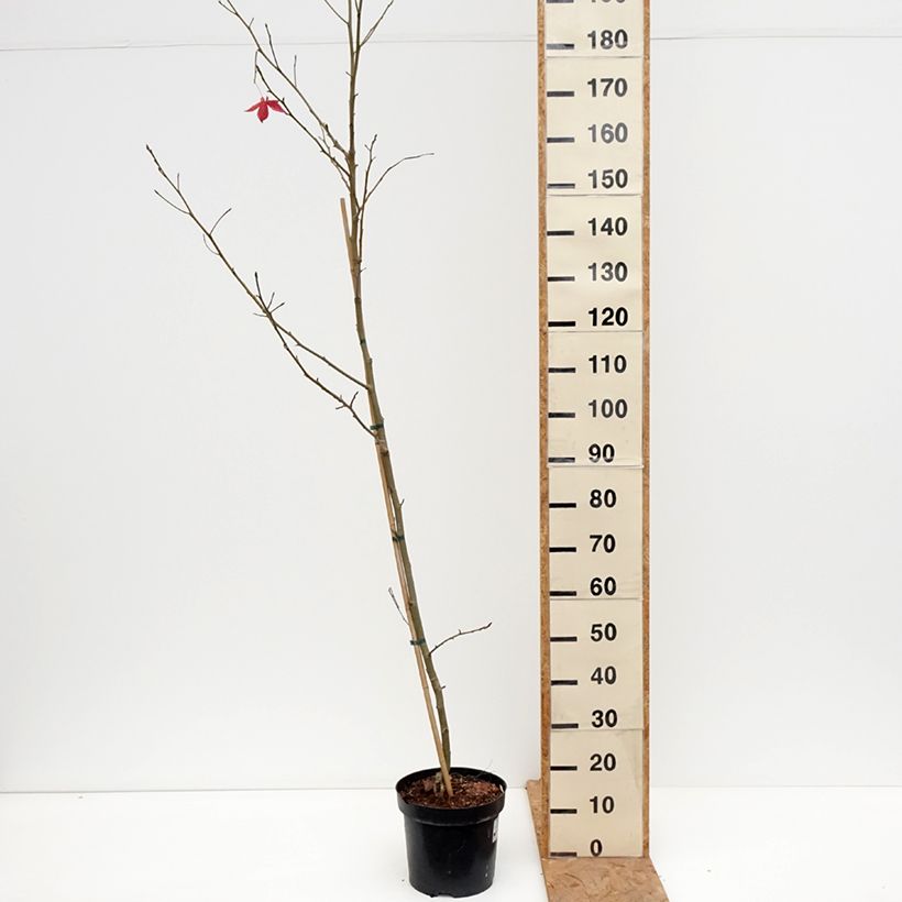 Spécimen de Copalme d'Amérique Aurora - Liquidambar styraciflua Pot de 4L/5L tel que livré en automne