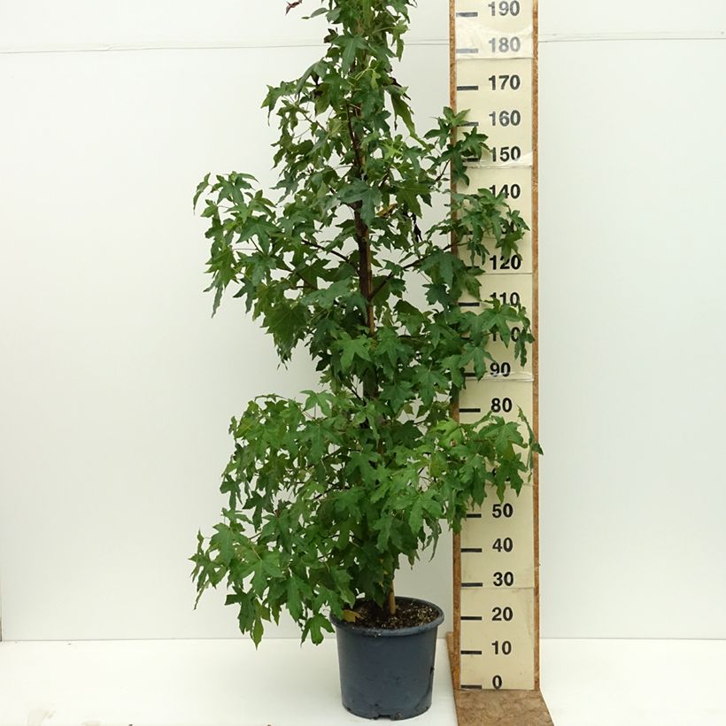 Spécimen de Copalme d'Amérique - Liquidambar styracyflua Stella Pot de 12L/15L tel que livré en été
