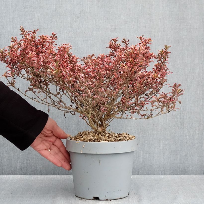 Spécimen de Coprosma Pacific Dawn Pot de 2L/3L tel que livré en hiver