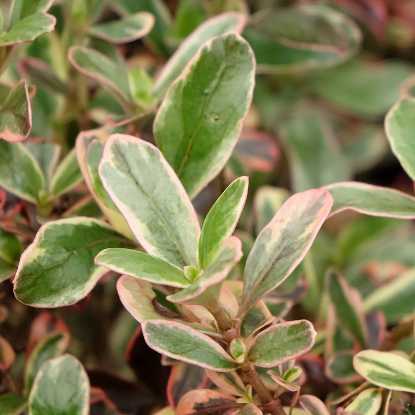 Coprosma Pacific Dawn (Feuillage)