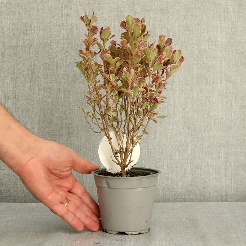 Spécimen de Coprosma repens Eclipse Pot de 12 cm / 13 cm tel que livré en été