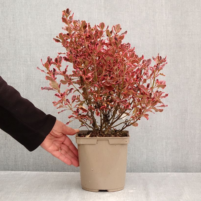 Spécimen de Coprosma repens Eclipse Pot de 3L/4L tel que livré en automne