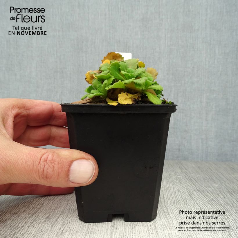Spécimen de Corbeille d Argent, Arabis Caucasica Bakkely Godet de 8/9 cm tel que livré en automne