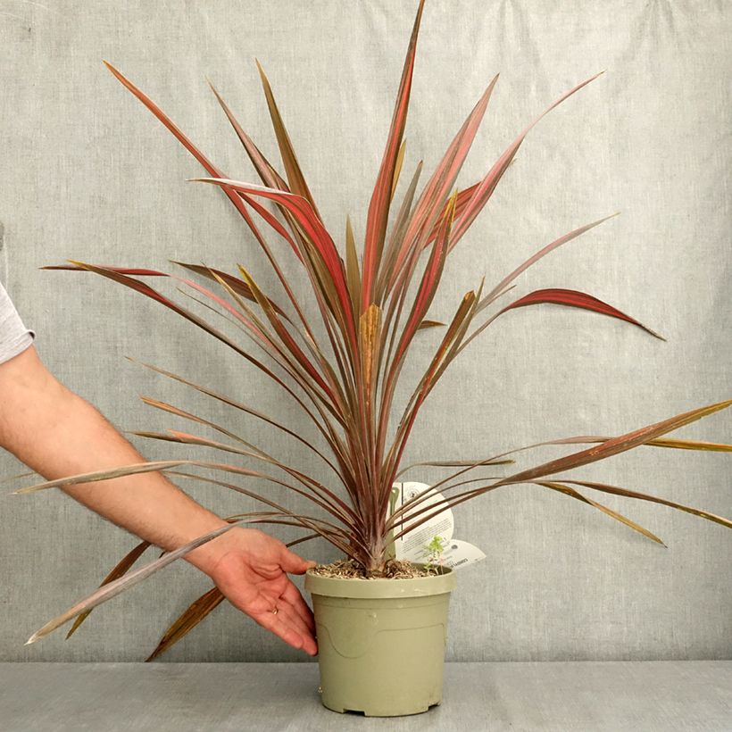 Spécimen de Cordyline australis Coral Pot de 3L/4L tel que livré en été