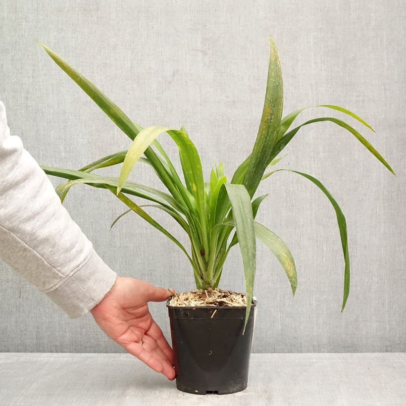 Spécimen de Cordyline australis Emerald Star Artic Jungle Pot de 2L/3L tel que livré au printemps