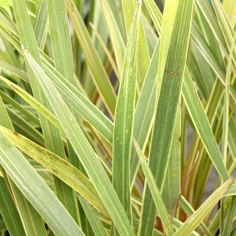 Cordyline australis Fantasy (Feuillage)