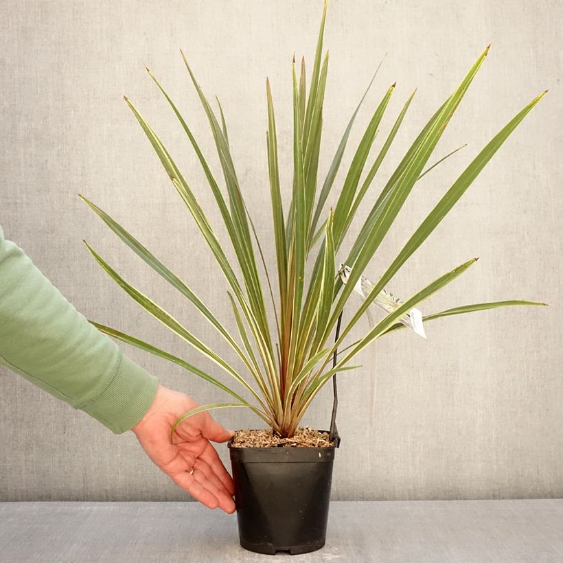 Spécimen de Cordyline australis Fantasy Pot de 2L/3L tel que livré en hiver