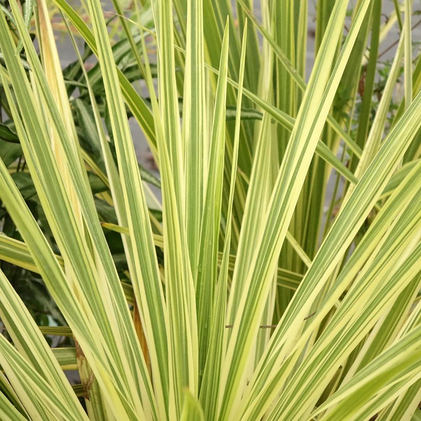 Cordyline australis Lime Passion (Foliage)