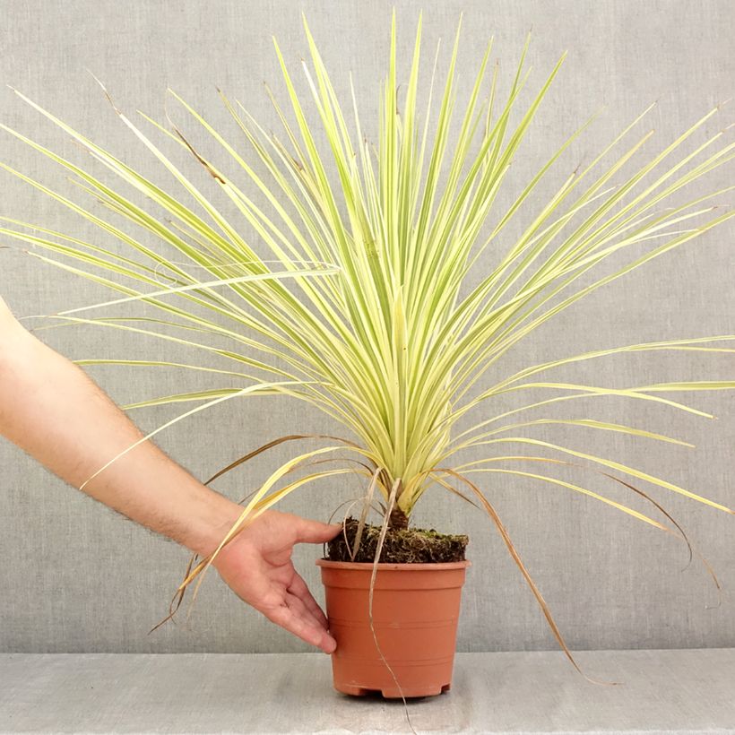 Spécimen de Cordyline australis Lime Passion Pot de 2L/3L tel que livré en été