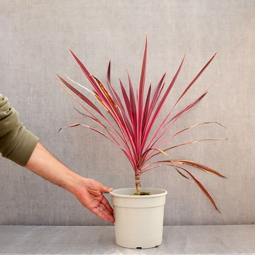Spécimen de Cordyline australis Pink passion Pot de 4L/5L tel que livré en été
