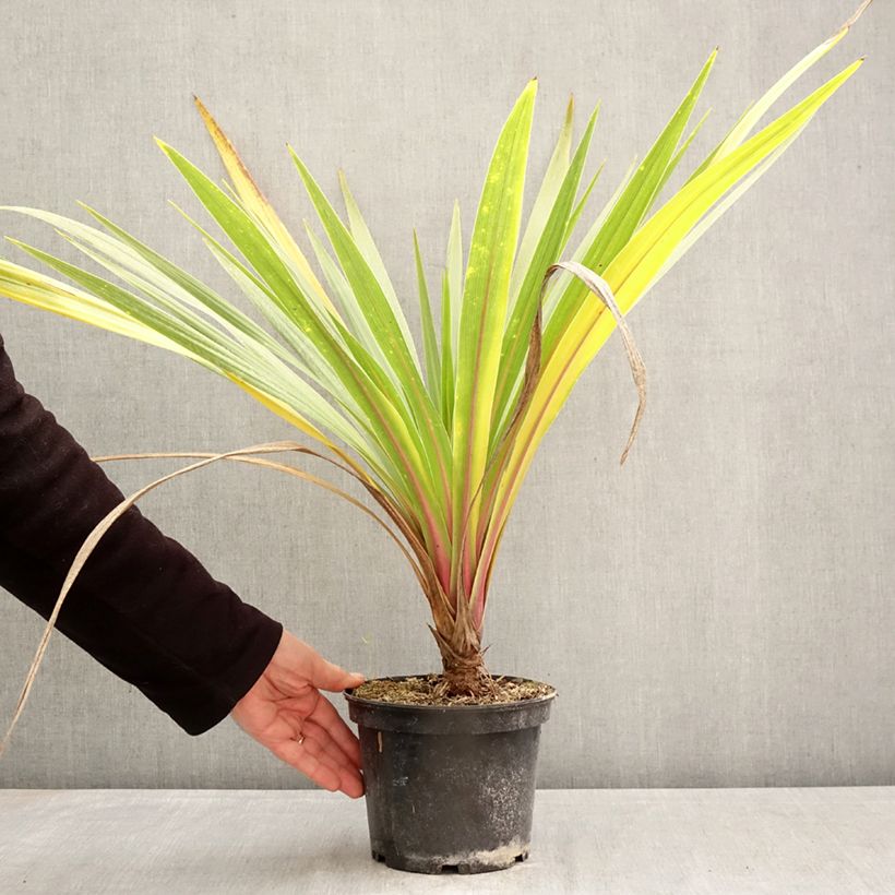 Spécimen de Cordyline australis Sundance Pot de 2L/3L tel que livré au printemps