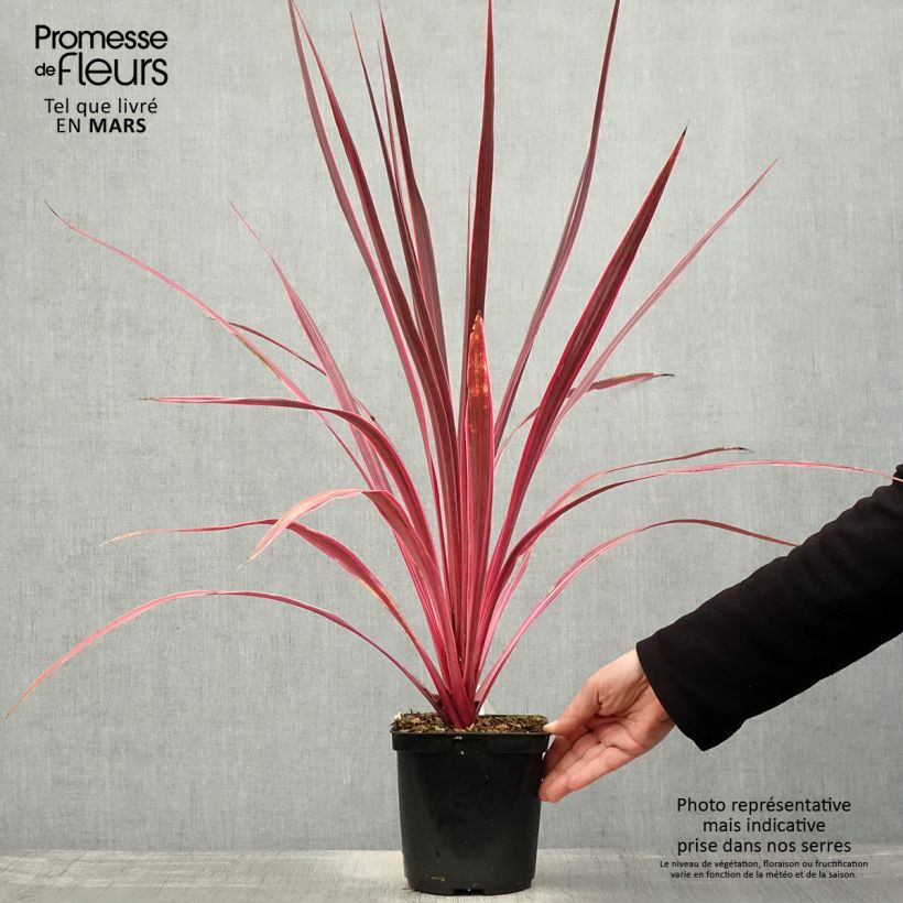 Example of Cordyline banksii Electric Pink Pot de 3L/4L as you get in printemps