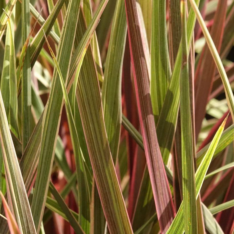 Cordyline Can Can (Feuillage)
