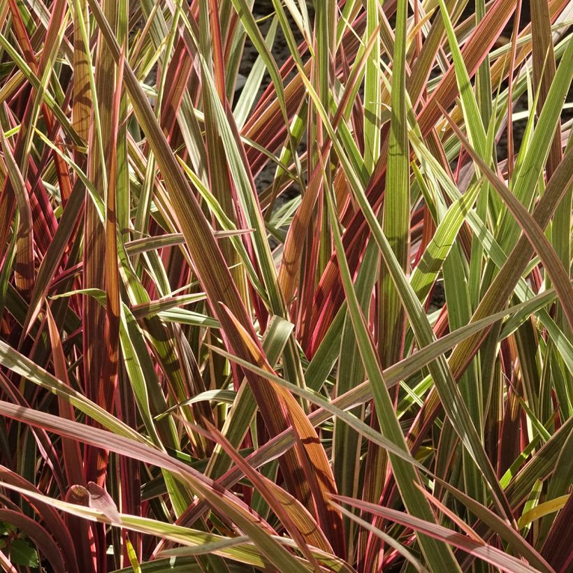 Cordyline Can Can (Port)