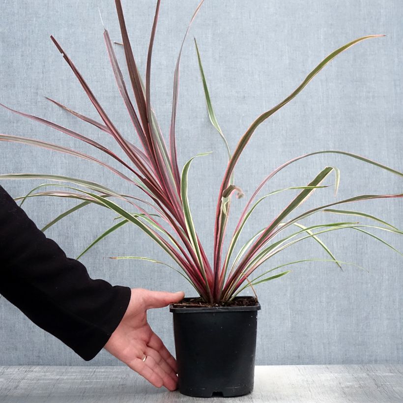 Example of Cordyline Can Can Pot de 2L/3L as you get in printemps