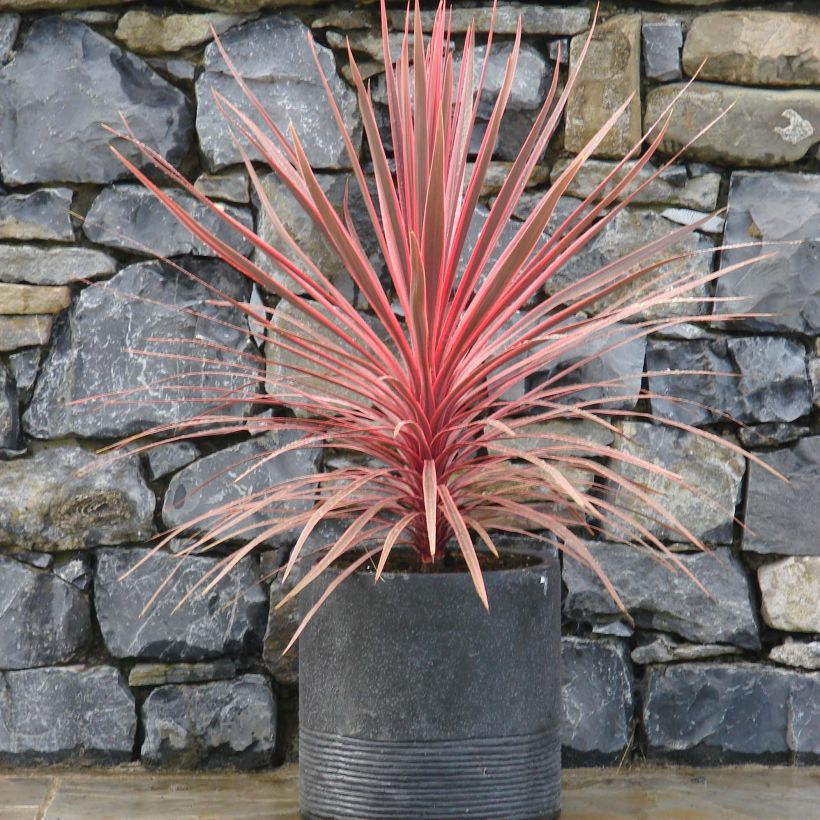 Cordyline Charlie boy® (Plant habit)