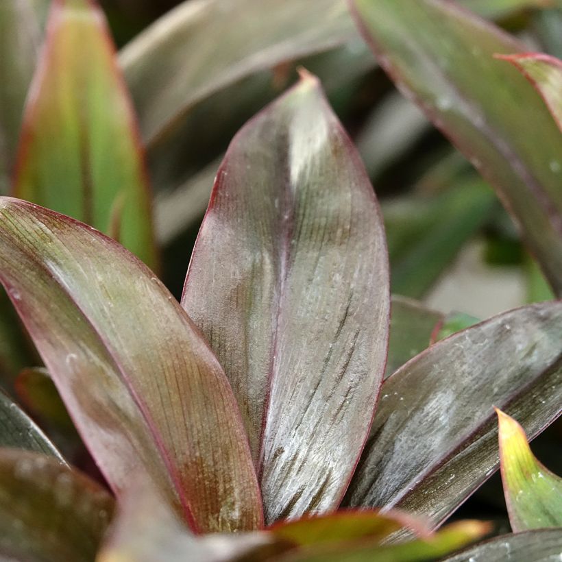 Cordyline fructicosa Purple Compacta (Feuillage)