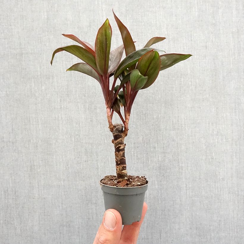 Spécimen de Cordyline fructicosa Purple Compacta Mini-plante tel que livré au printemps