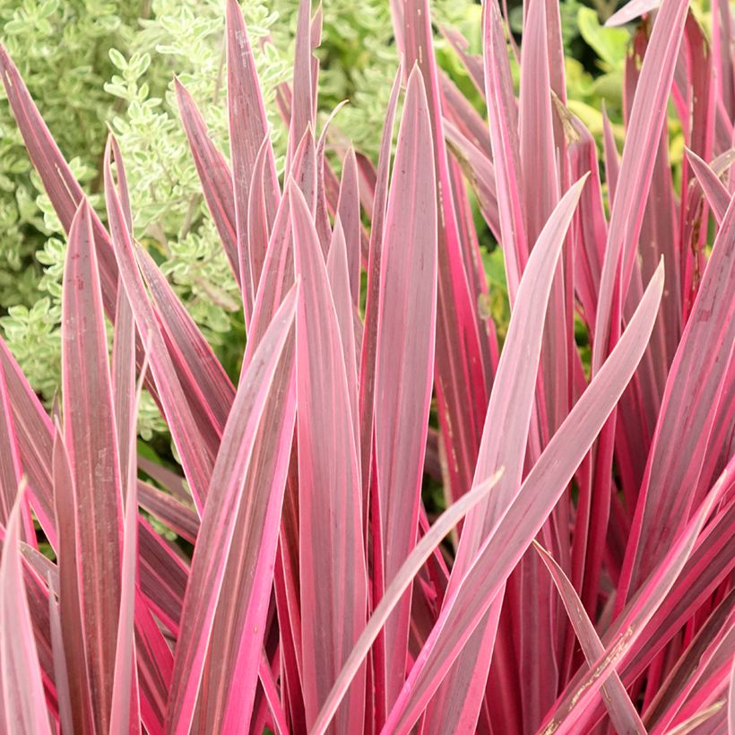 Cordyline Paso Doble - Cordyline australe (Foliage)