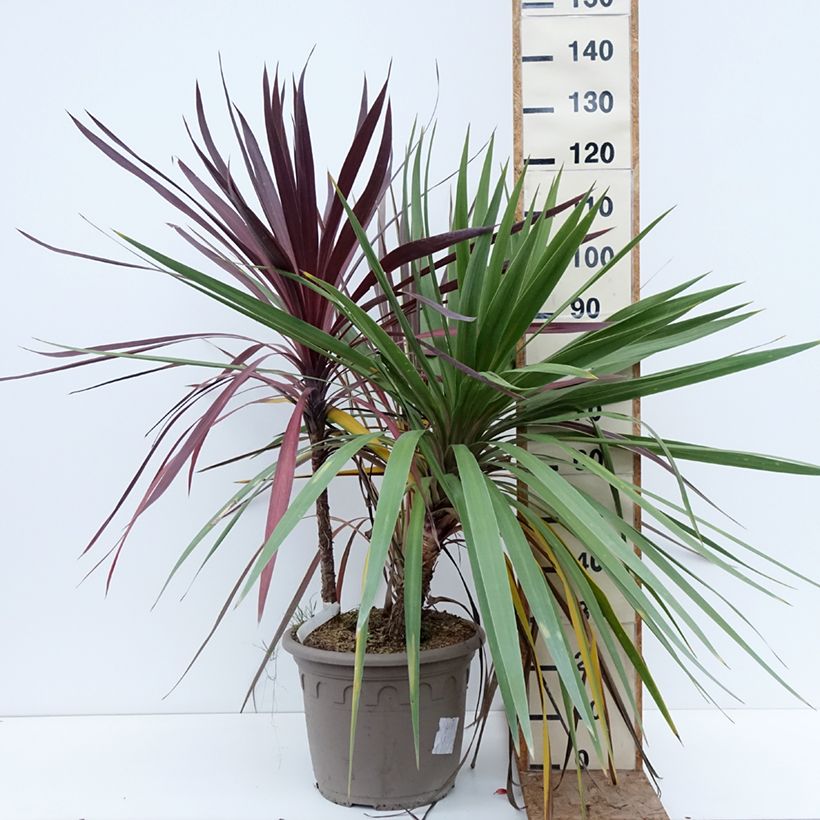 Example of Cordyline trio pot déco Black Knight/Electric Flash/Peko Pot de 20L/25L as you get in hiver