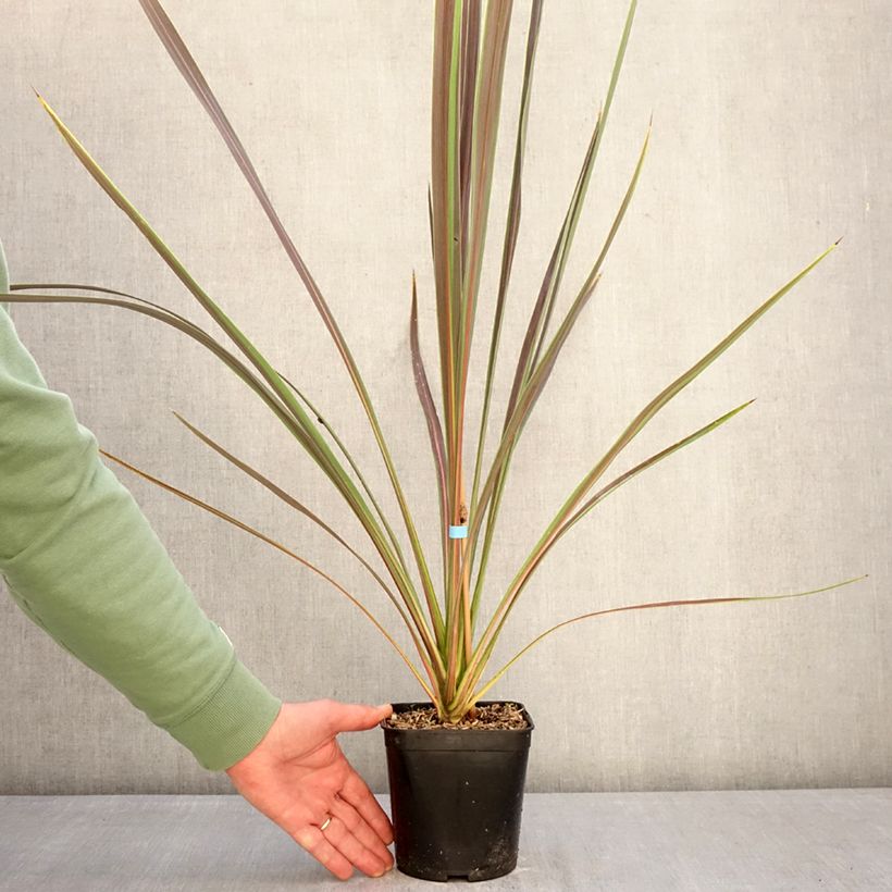 Example of Cordyline x banksii Electric Star Pot de 1,5L/2L as you get in hiver