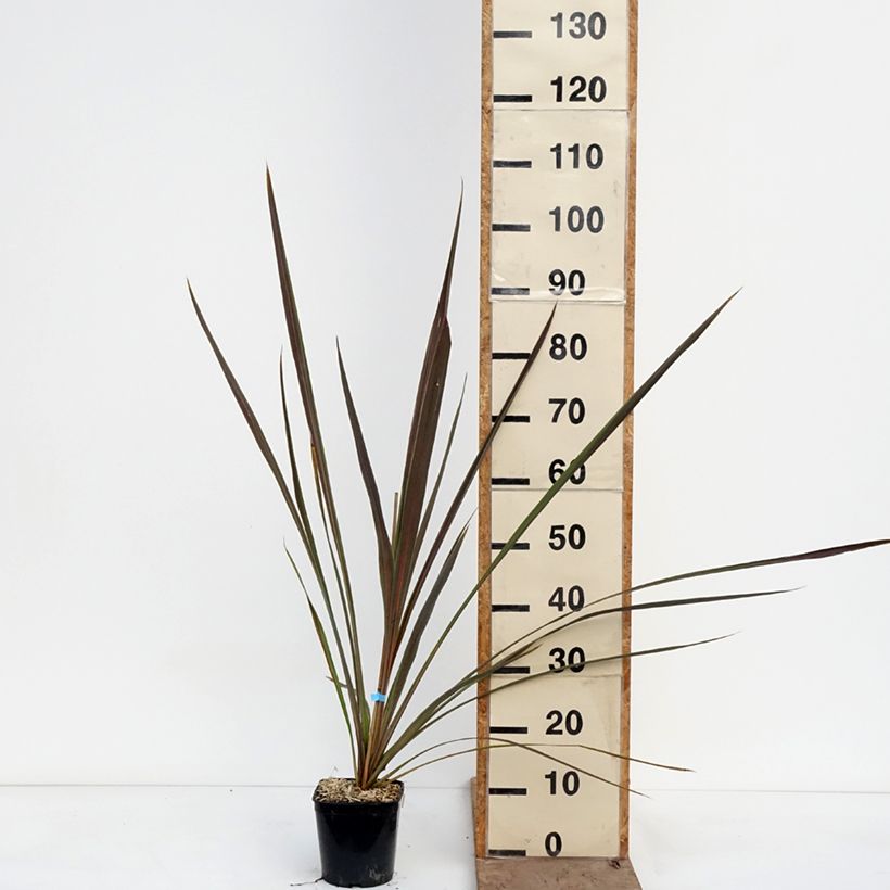 Spécimen de Cordyline x banksii Electric Star Pot de 1,5L/2L tel que livré au printemps