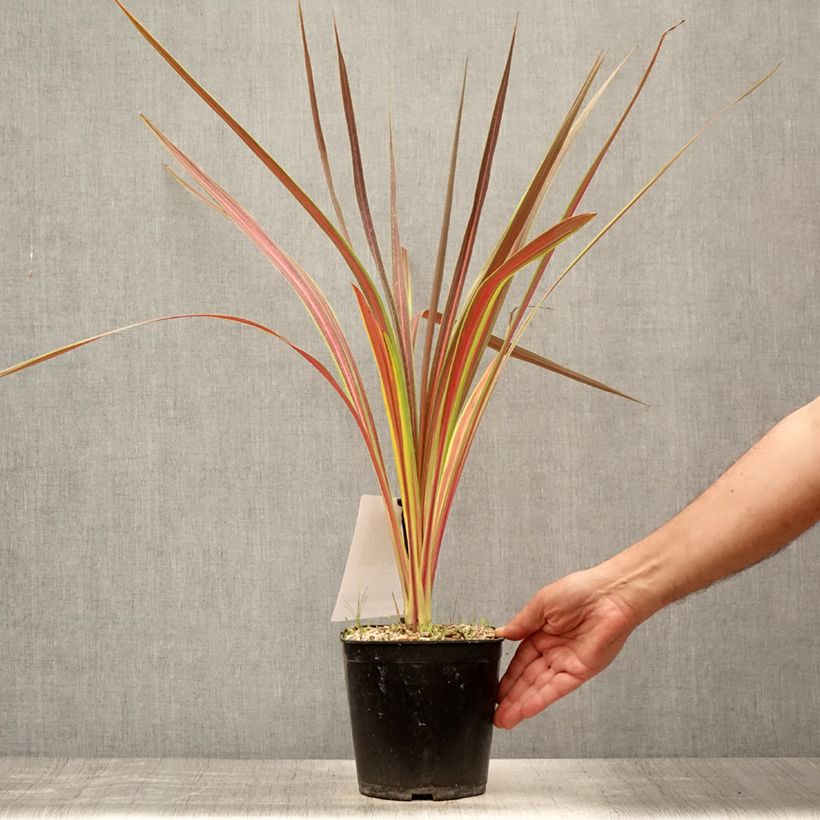 Spécimen de Cordyline x banksii Electric Star Pot de 3L/4L tel que livré en été