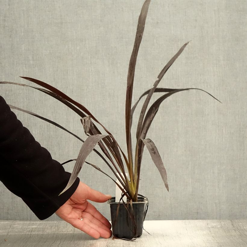 Example of Cordyline x banksii Renegade Godet de 8/9 cm as you get in automne