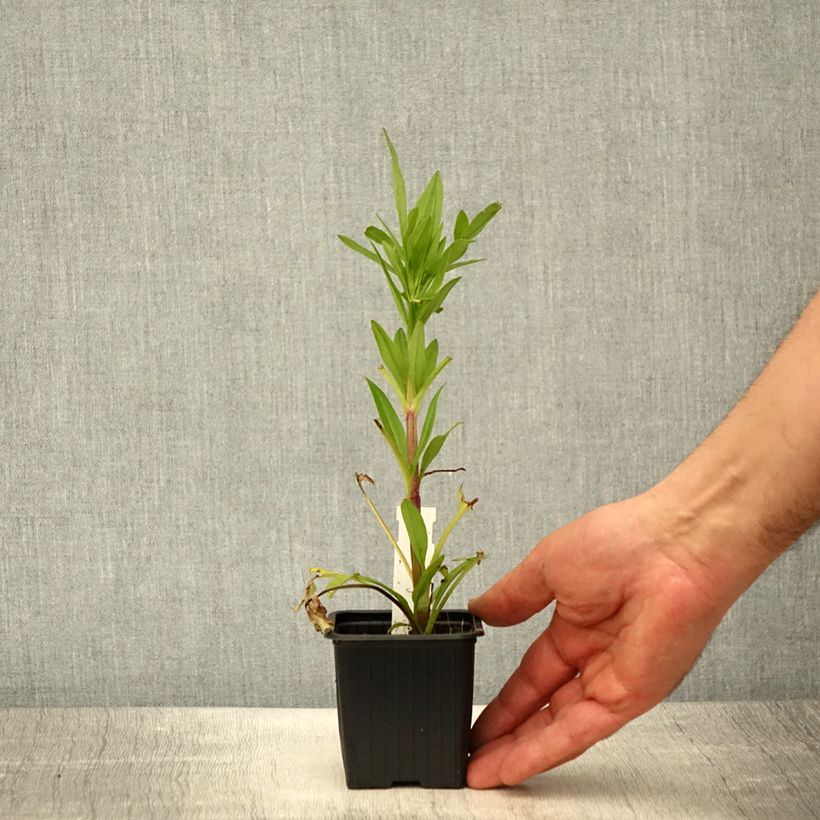 Spécimen de Coreopsis à grandes fleurs Badengold - Coreopsis grandiflora Badengold Godet de 8/9 cm tel que livré au printemps