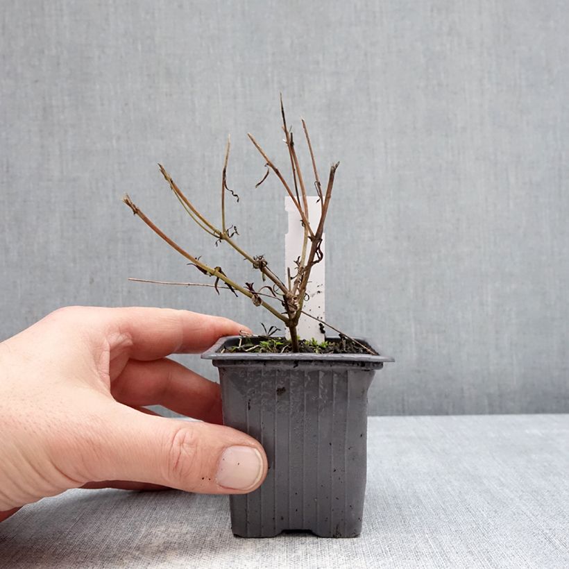 Spécimen de Coreopsis Fool's Gold Godet de 8/9 cm tel que livré en hiver