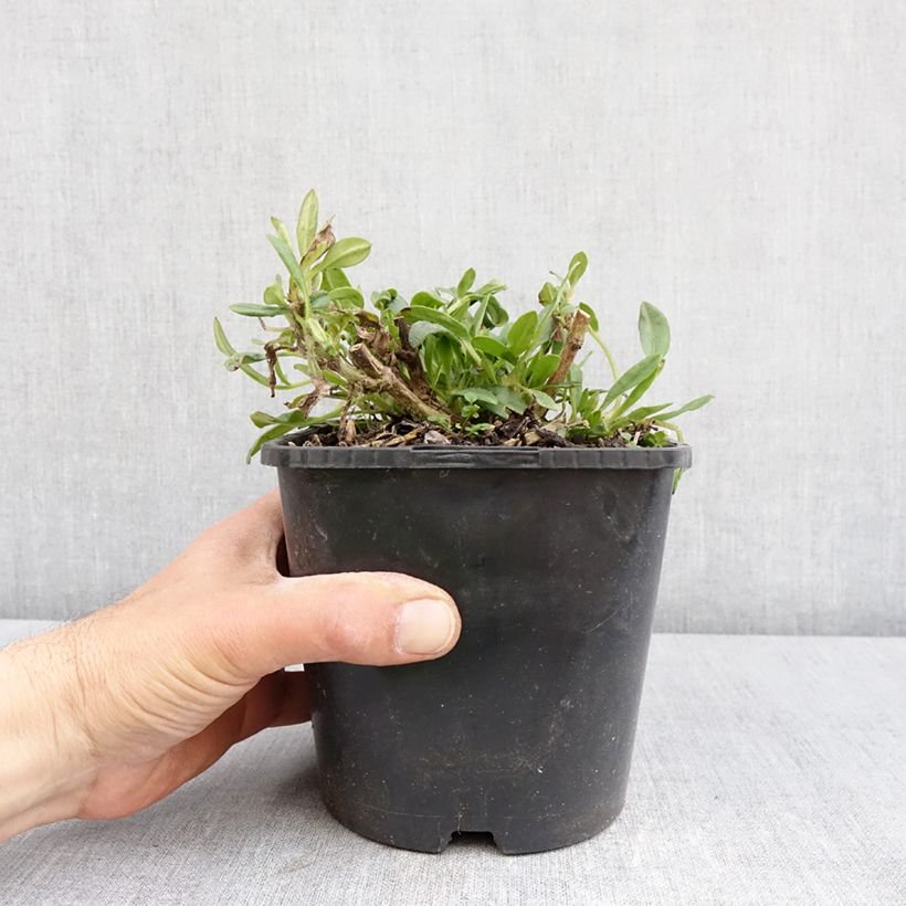 Spécimen de Coreopsis grandiflora Golden Stardust Pot de 1,5L/2L tel que livré au printemps