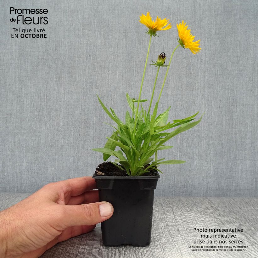 Spécimen de Coreopsis grandiflora Louis d'Or - Coréopsis à grandes fleurs doubles Godet de 7/8 cm tel que livré en automne