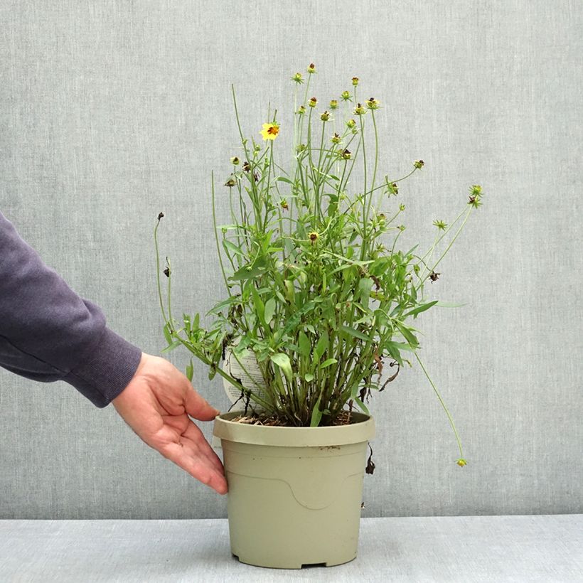 Spécimen de Coreopsis grandiflora Solar Fancy Pot de 3L/4L tel que livré en été